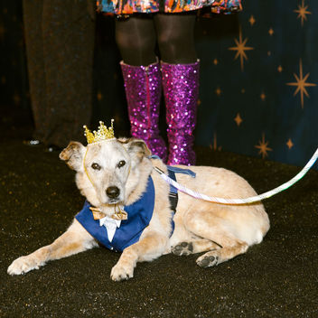 Wish Upon a Wag