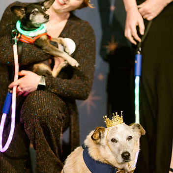 Wish Upon a Wag