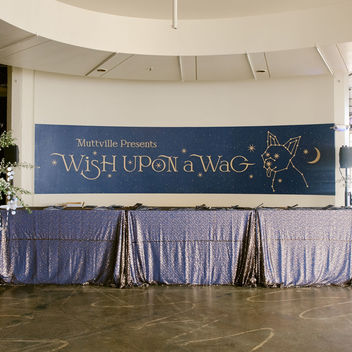 Wish Upon a Wag