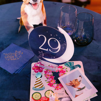 Wish Upon a Wag
