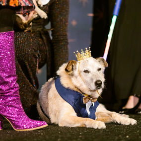 Wish Upon a Wag