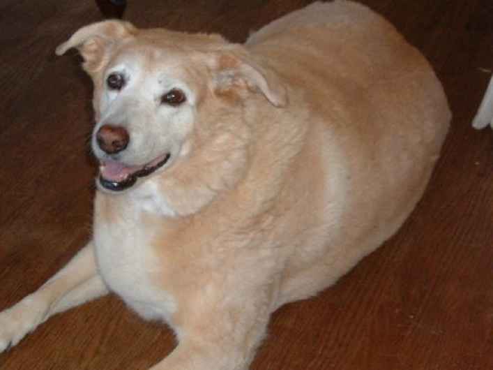 Honey and Precious 152, 153