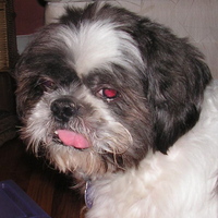 Gordie