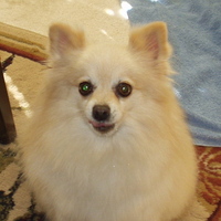 Lambie
