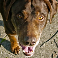 Baron