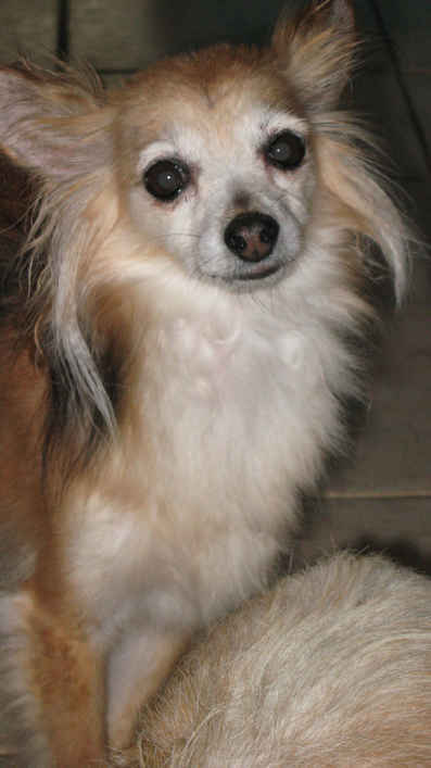 italian greyhound papillon mix