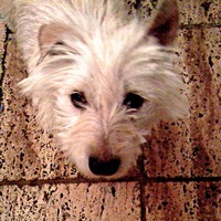 Westley 2