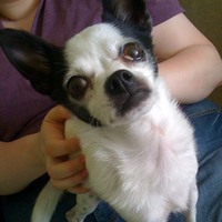 Tinker Belle