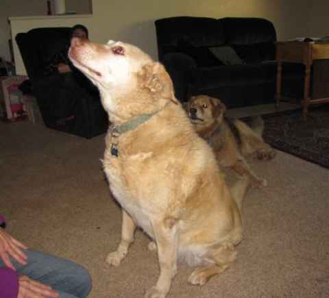 Little Bear 2 & Charlie Girl