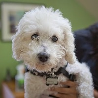 Rosalind