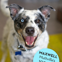 Maxwell 3