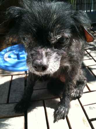 Little Prince William