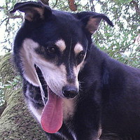 Pico 2