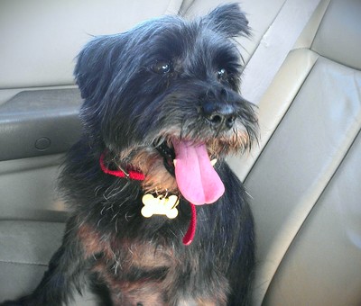 cairn terrier and schnauzer mix