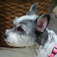 Toshi