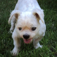 Ernie 2