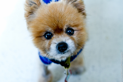 Foxy | Muttville