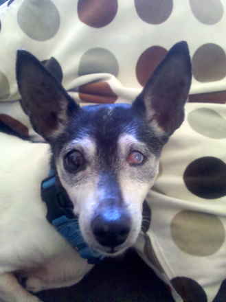 Willy Von Stickleback