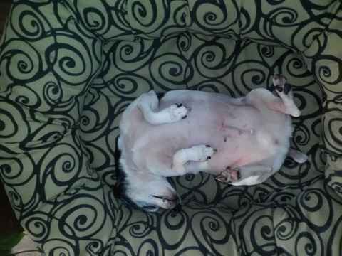 Willy Von Stickleback