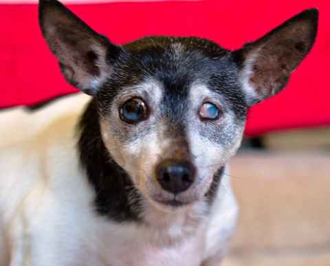 Willy Von Stickleback