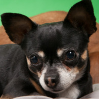 Chuy
