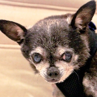 Gizmo