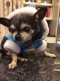 Gizmo