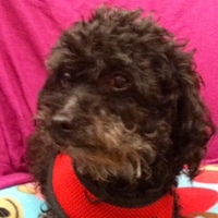 Tippi