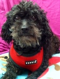 Tippi