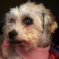 Pepper
