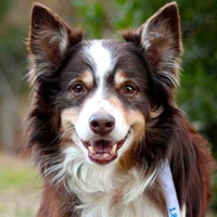 Bodie