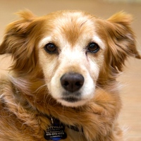 Cooper