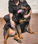 Raymond The Rottie