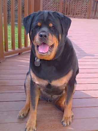 Raymond The Rottie