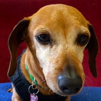 Penny