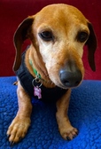 Penny