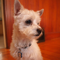 Thurston