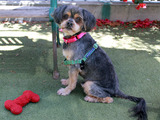 Baxter