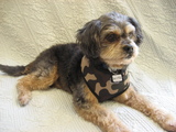 Baxter