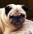 Baily
