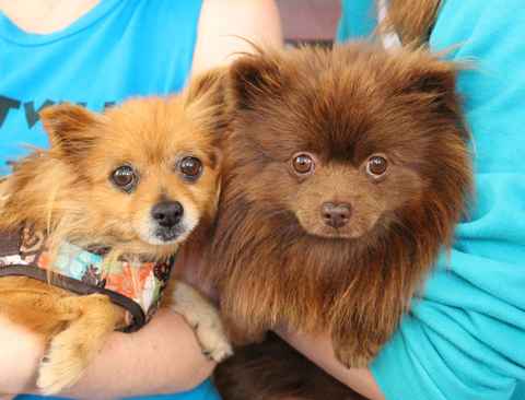 Golden Girl and Chocolate Bear