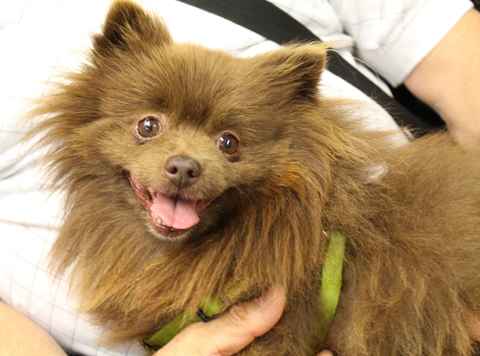 Golden Girl and Chocolate Bear