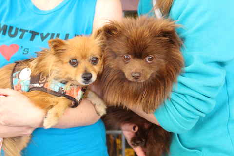 Golden Girl and Chocolate Bear