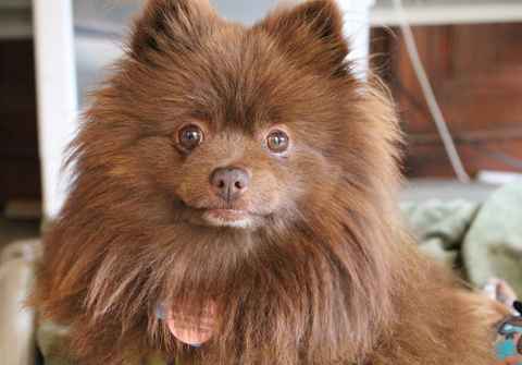 Golden Girl and Chocolate Bear