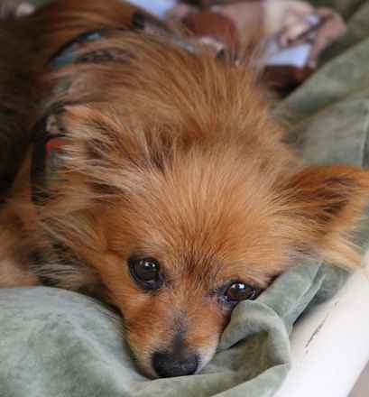 Golden Girl and Chocolate Bear