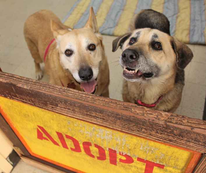 dolly-parton-muttville