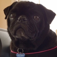 Brody