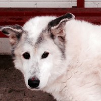 Wolfgang