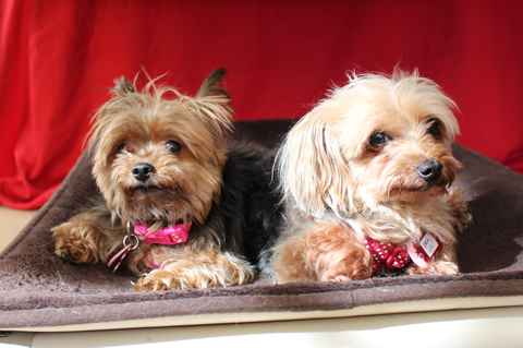 Miss McNugget and Tater Tot ,