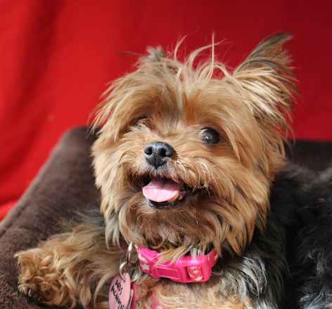 Miss McNugget and Tater Tot ,